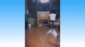 Подборка милых питомцев и забавных животных №4 💗