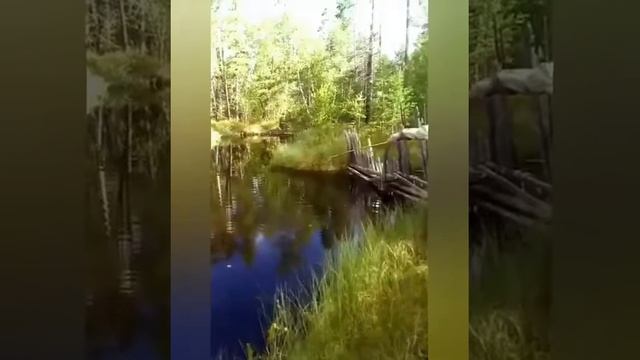 КАК ЛОВИТЬ РЫБУ бешеный клёв окуня. смотреть онлайн