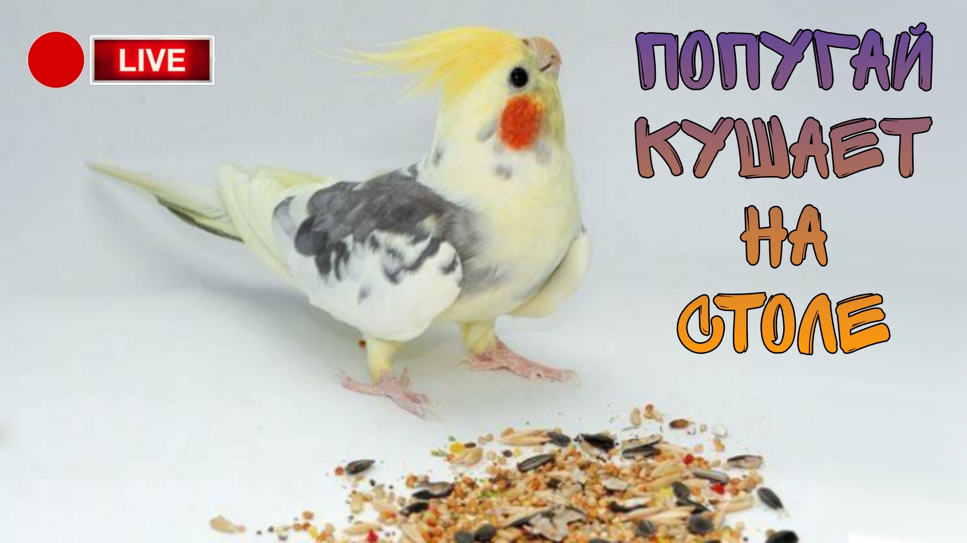 Попугай корелла кушает хлебушек и просо на столе