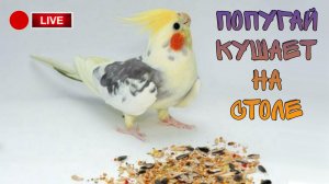 Попугай корелла кушает хлебушек и просо на столе