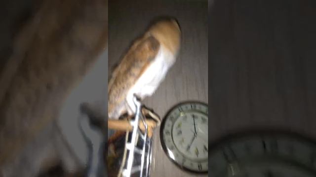 За день до появления домового сыча Семёна Симёныча