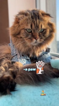 Учим английский😹 #котики #юмор #английскийязык