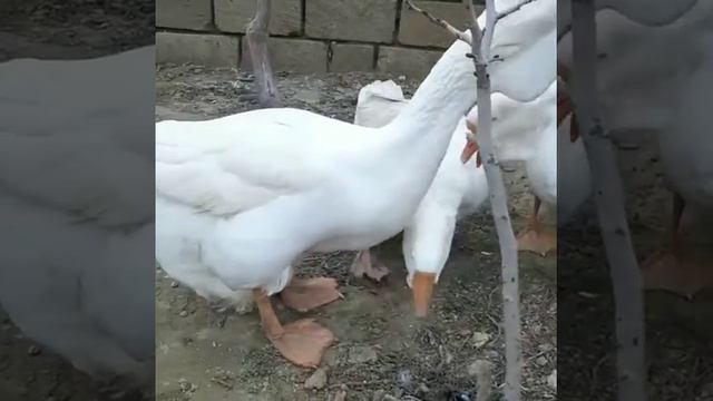 Damazlıq Xalmaqor qazlarımız. #kholmogory #xalmaqor #холмогорская смотреть онлайн