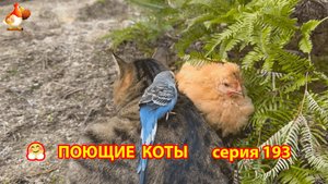 Крутые коты у птичьего двора серия (193) 🐈🐈😹 Природа Абхазии и подворье с птицами и животными ❣