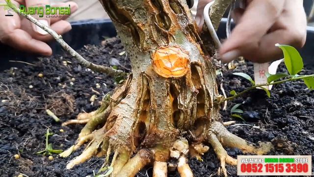 JUAL ANTING PUTRI PROSPEK (5) #antingputri #wrightiareligiosa #bonsai #bonsaiviral #waterjasmin #fy смотреть онлайн