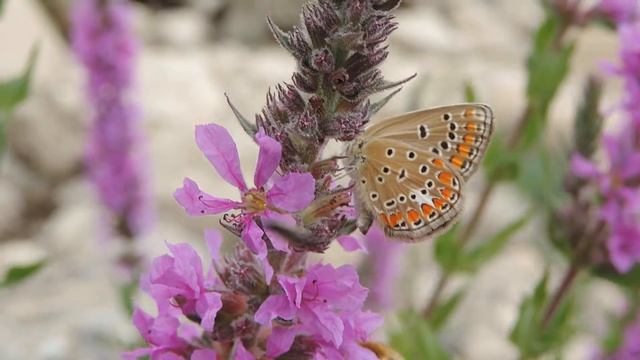 Polyommatus thersites Tolfa / Roma 30.06.2017 смотреть онлайн