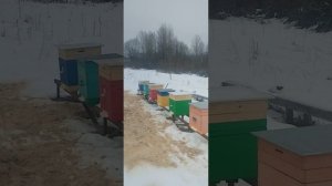 Сезон пчеловода 2025