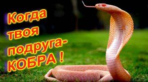 🔴Укротитель змей🔴Граница страха и  восторга🔴Остров Самуи🔴Тайланд🔴Snake show🔴Koh Samui🔴