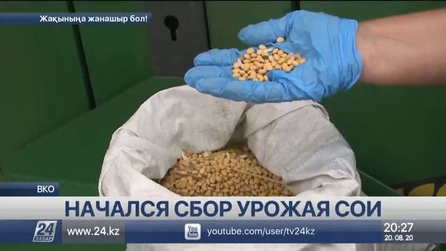 На востоке Казахстана начался сбор урожая сои смотреть онлайн