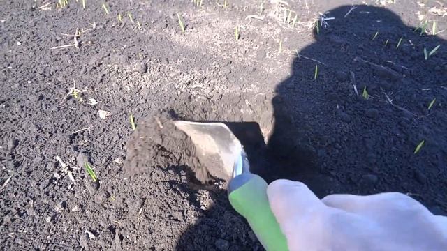 15.04.20. Яровой ячмень. смотреть онлайн