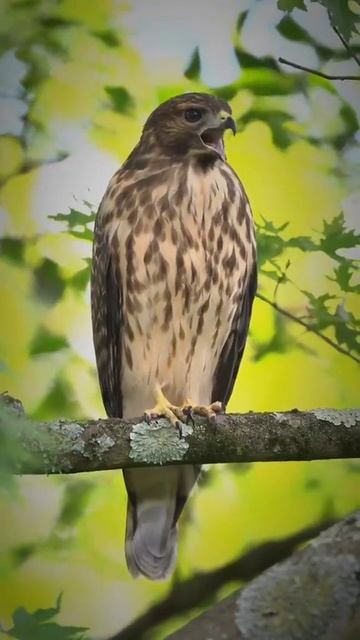 Удивительные животные смотреть онлайн