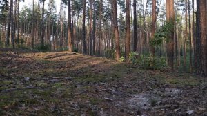 Панорама соснового летнего леса. / Panorama of a pine summer forest.
