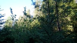 VLOG прогулка по лесу