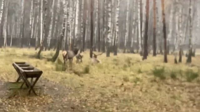 Благородный олень. Лосиный остров смотреть онлайн