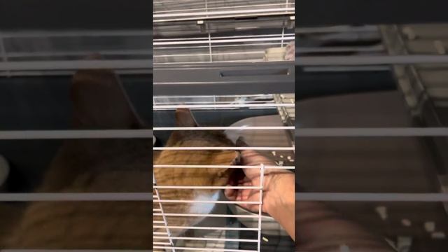 Кузя снова в клеточке смотреть онлайн