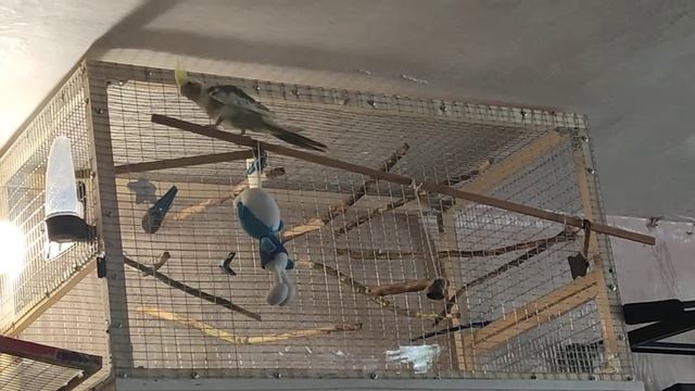 Корелла пытается подражать соловью и начинает беситься! Пение Кореллы. смотреть онлайн