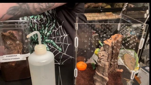 Poecilotheria formosa #Salem #Ornamental #tarantula #arachnid #spider #pokie смотреть онлайн