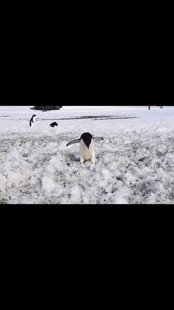 Fakta Penguin burung yang unik dan menakjubkan смотреть онлайн