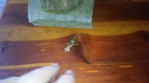 Indian Flower Mantis (Creobroter pictipennis) Flight