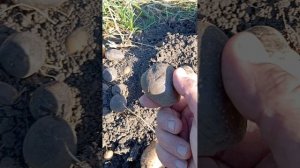 картофель супер Краснодарская лимонка 1.09.2024.