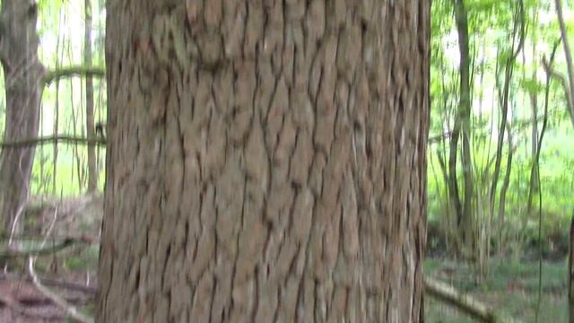 Die Stockwerke des Waldes - Baumschicht смотреть онлайн