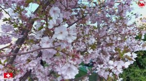Весна в Швейцарии 4K  Цветущая сакура, магнолия! Захватывающая дух красота швейцарской природы!