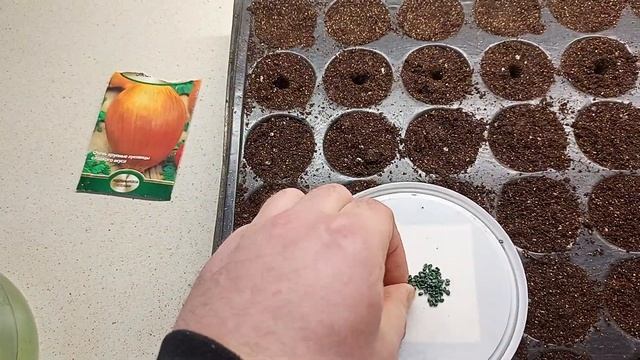 Посадка семян лука эксибишн. смотреть онлайн