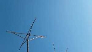 20250227_114618 Стрельбище.Голуби.Ястреб.