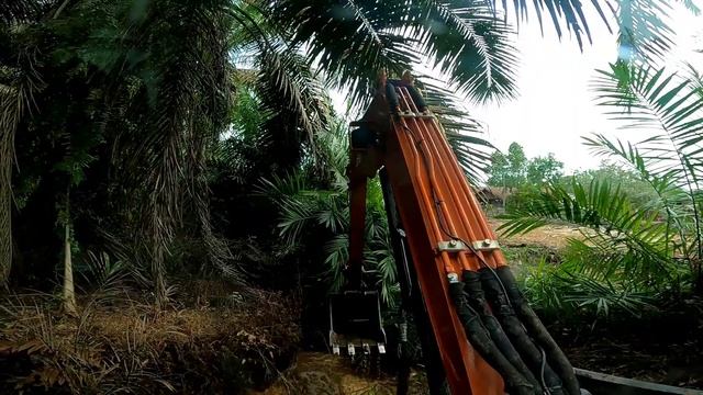 beko kecil alat berat HITACHI excavator ZX 48 U stacking sawit liar dan bongkar sarang ULAR part 3 смотреть онлайн