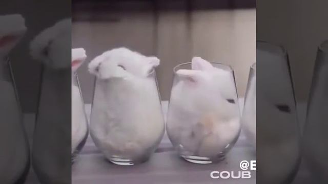 Кролики в стаканах смотреть онлайн