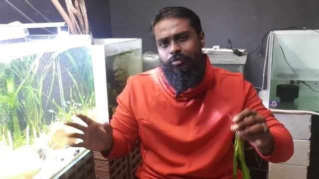 Jungle val a.k.a Vallisneria gigantea requirements смотреть онлайн