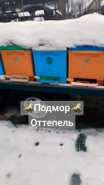 Морозы, оттепель и дождь. Кубанская зима❄️27.01.2024 #пчеловодство #пчелы #пасека смотреть онлайн