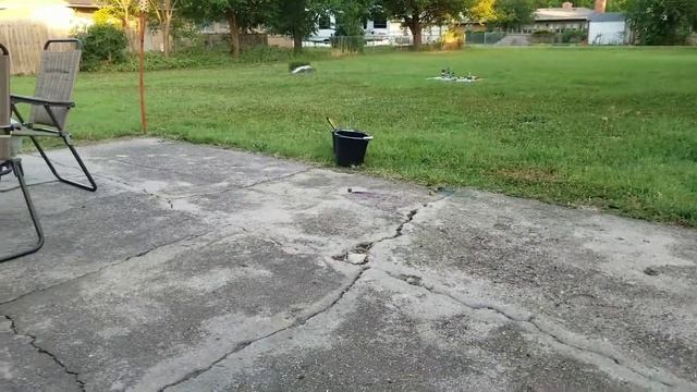 Sadie the firework wiener dog! смотреть онлайн