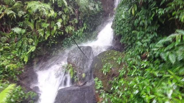 Majestic waterfall sounds under the big forest, birds chirping, babbling brook, nature sounds смотреть онлайн