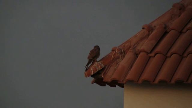 Пустельга в Шарм-эш-Шейхе: и голос слышен... смотреть онлайн