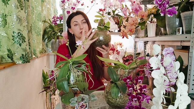 Орхидеи в СТЕКЛЯННЫХ вазах РАСТУТ как БЕЗУМНЫЕ/ Уход за орхидеями в Закрытой Системе