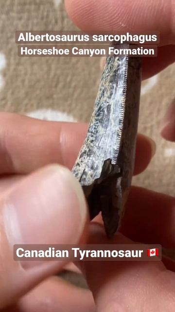 Albertosaurus Dinosaur Fossil Tooth