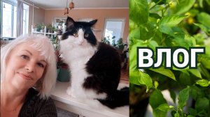 ВЛОГ🌱Что выросло из Тайской фласки.Розы из Светофора.Стеллаж с растениями