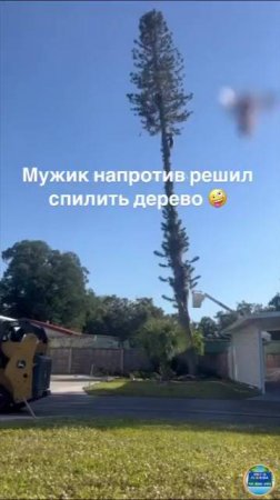 Мужик  решил спилить дерево