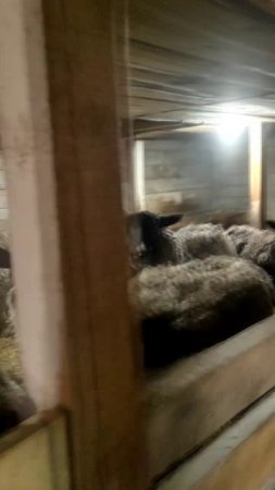 ВСТРЕЧАЕМ ВЕСНУ ПОД АККОМПАНЕМЕНТ БЛЕЯНИЯ И МЫЧАНИЯ 🌺🎶🐐🐮