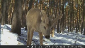 Проверяем фотоловушку, косули попались в кадр
