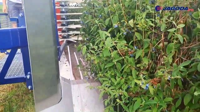 Уборка жимолости комбайном JAGODA 300