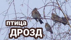 Птицы появились внезапно