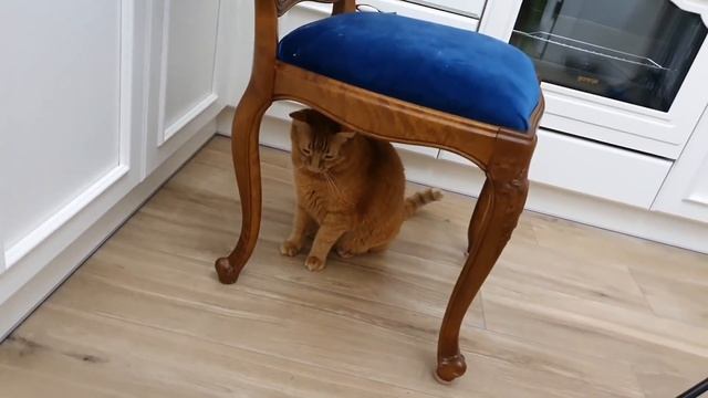 Подарок от Томаса . Экспресс уборка квартиры смотреть онлайн