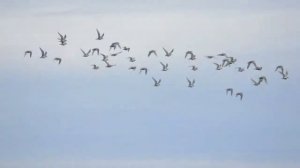 ржанки кричат