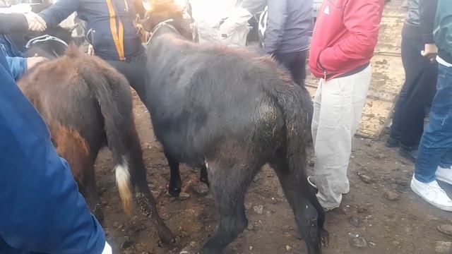 ГОВОИ ГУСОЛАДОР ГУНОЖИН БУКАХОИ КАЛОН МАЙДА ЧУМАЬБОЗОРИ ВАХДАТ