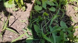 Passiflora incarnata - маракуя северная в открытом грунте .
