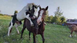 жеребец оторвался и не даёт напоить кобыл