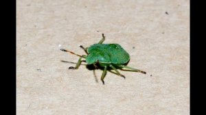 Green stink bug  does amazing recovery from stuck on back (Palomena prasina)