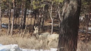 Косули в дикой природе  Фото видео прогулка